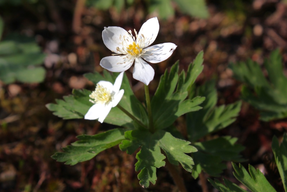 ニリンソウ（キンポウゲ科） | 見ごろの植物