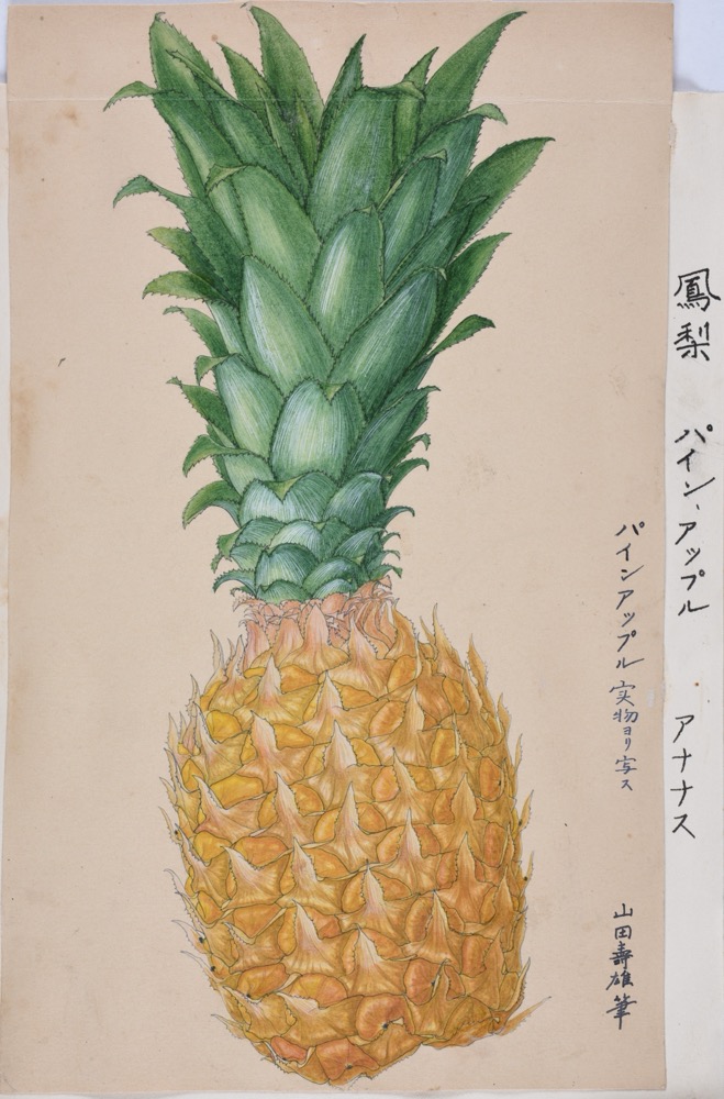 パイナップル（パイナップル科） | 見ごろの植物