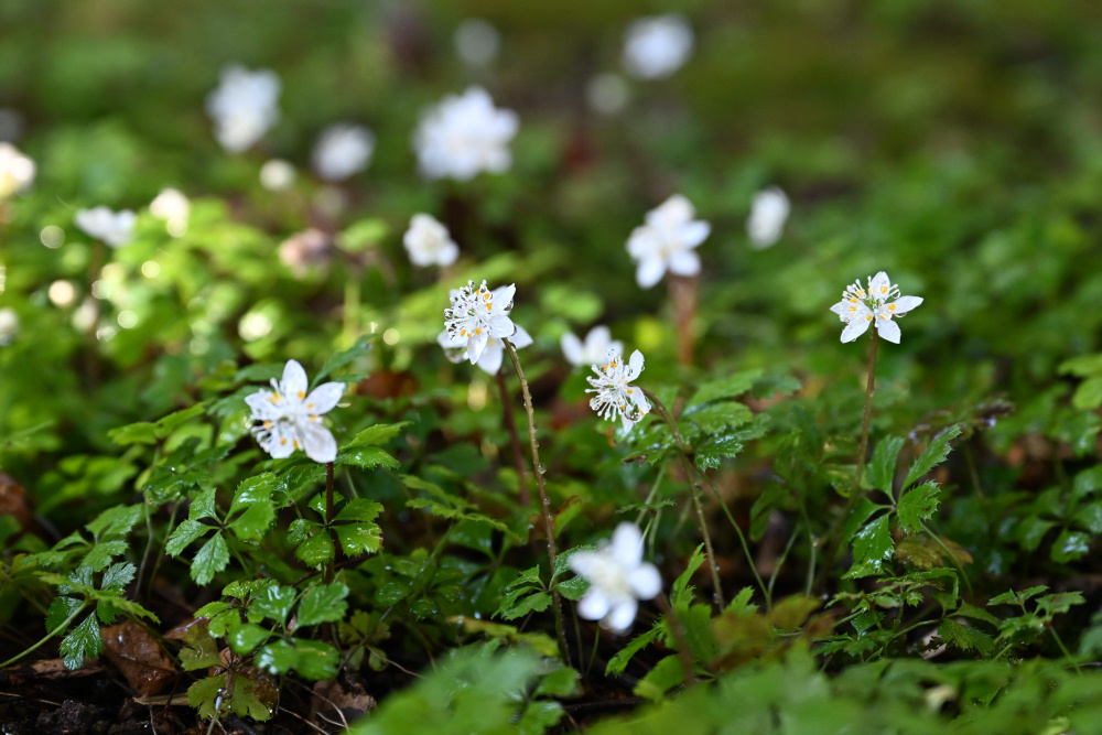 バイカオウレンが見ごろになりました（1/9更新） | 見ごろの植物