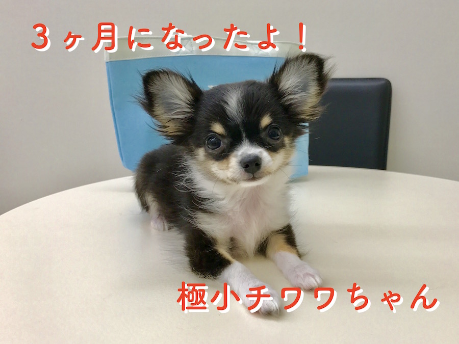 本羽田店の極小チワワちゃん・3ヶ月になったよ！：本羽田店No.512425