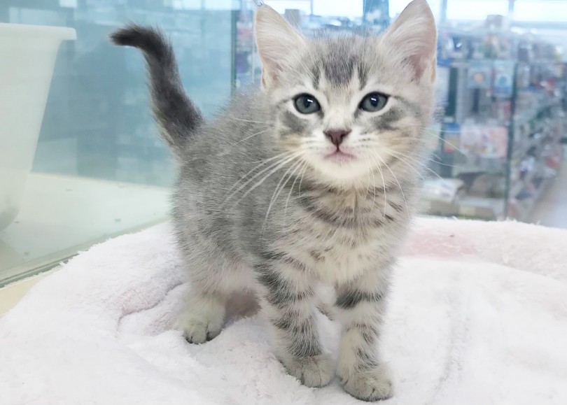 マンチカン 】珍しいブルータビー！お子様のパートナーに最適な子猫