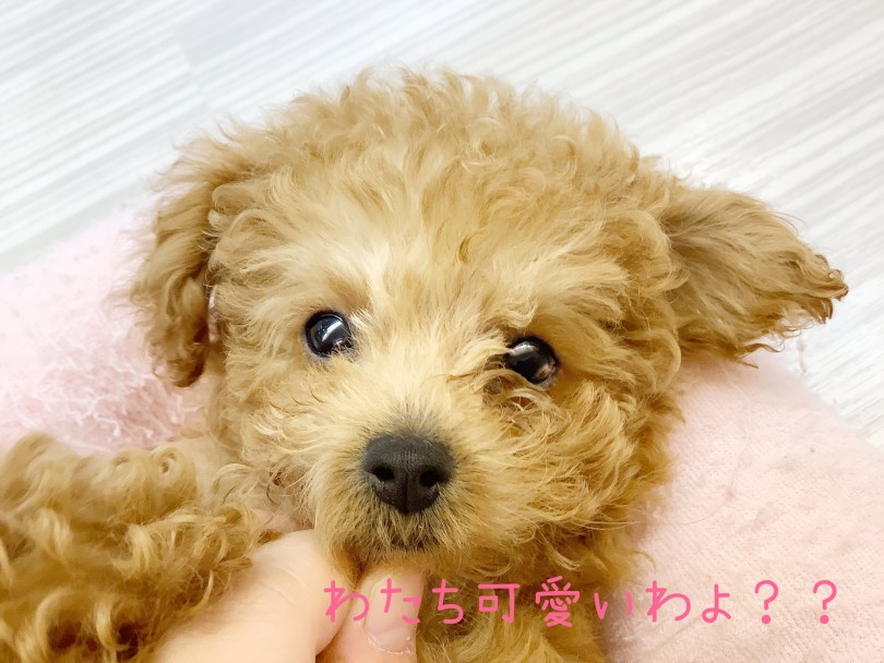 トイ・プードル 】生後83日で860g！小柄なタイニーサイズプードル