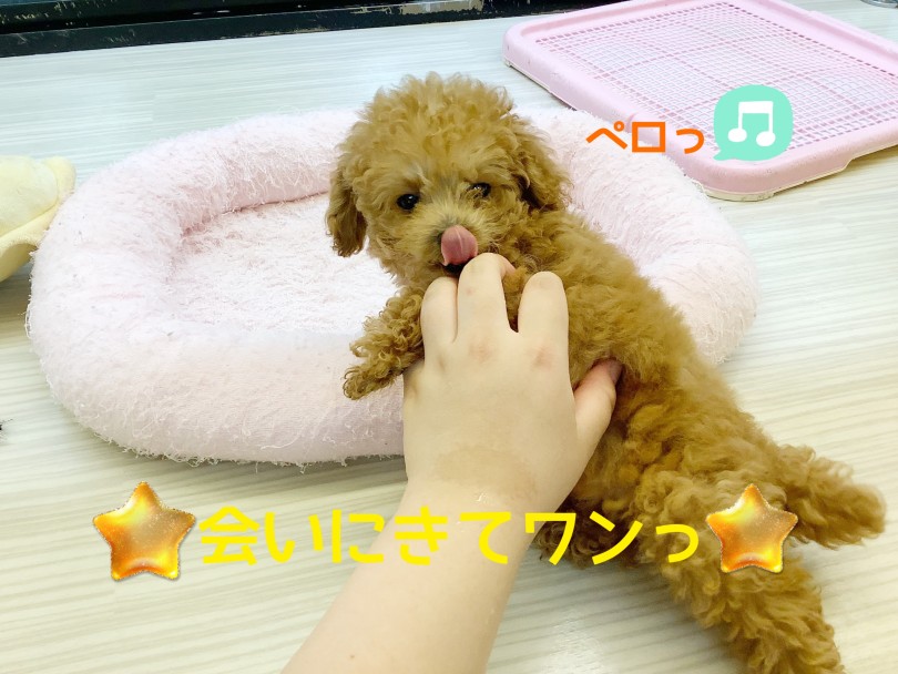 トイ・プードル 】生後83日で860g！小柄なタイニーサイズプードル
