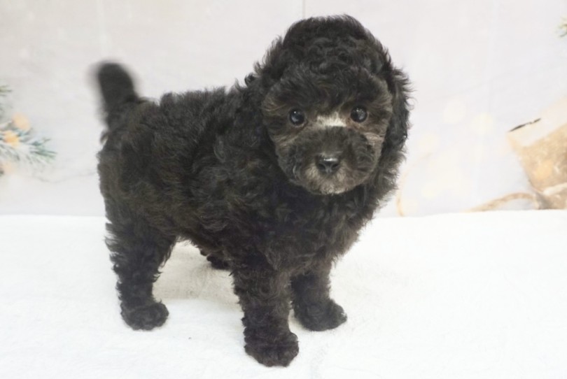 シルバー 】希少カラーの爆毛！大注目のトイ・プードル！！ | マルワン