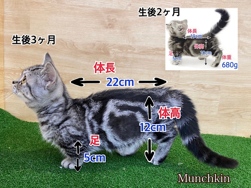 マンチカン 】超短足！3ヶ月のおおらか娘 | マルワンBLOG | ペット