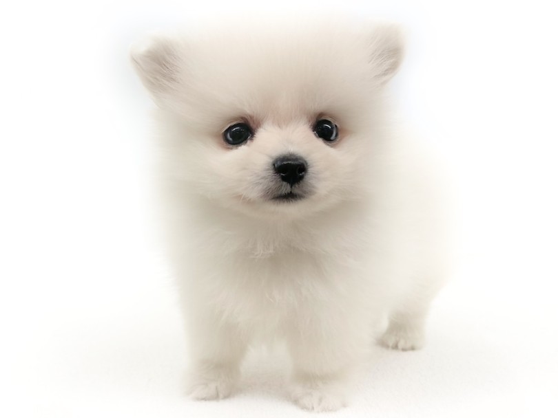 ポメラニアン 】 プレミアム認定！極上ポメラニアンがやってきた