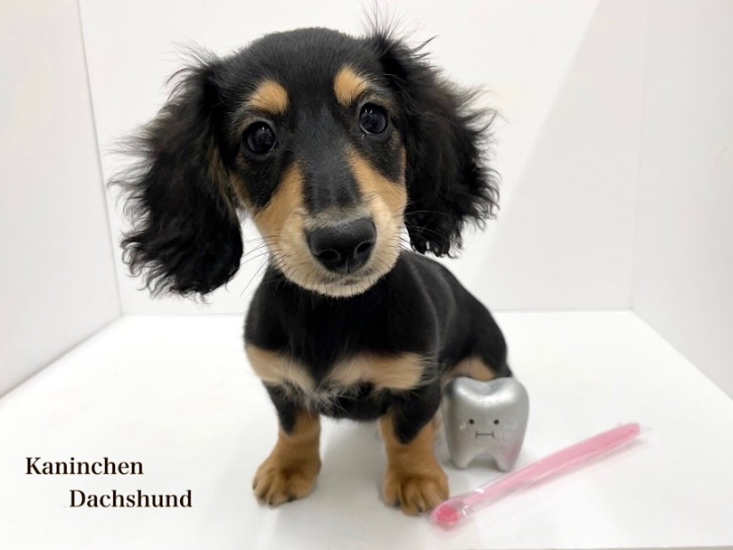 カニンヘンダックスフント 】NT店のへそ天王子の生後3ヶ月の今