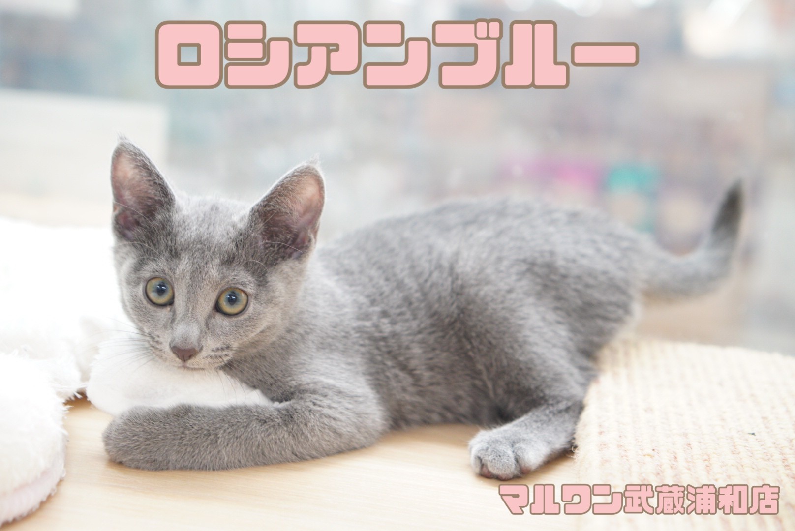 d009ed44314cc9f70fbb6472a48694