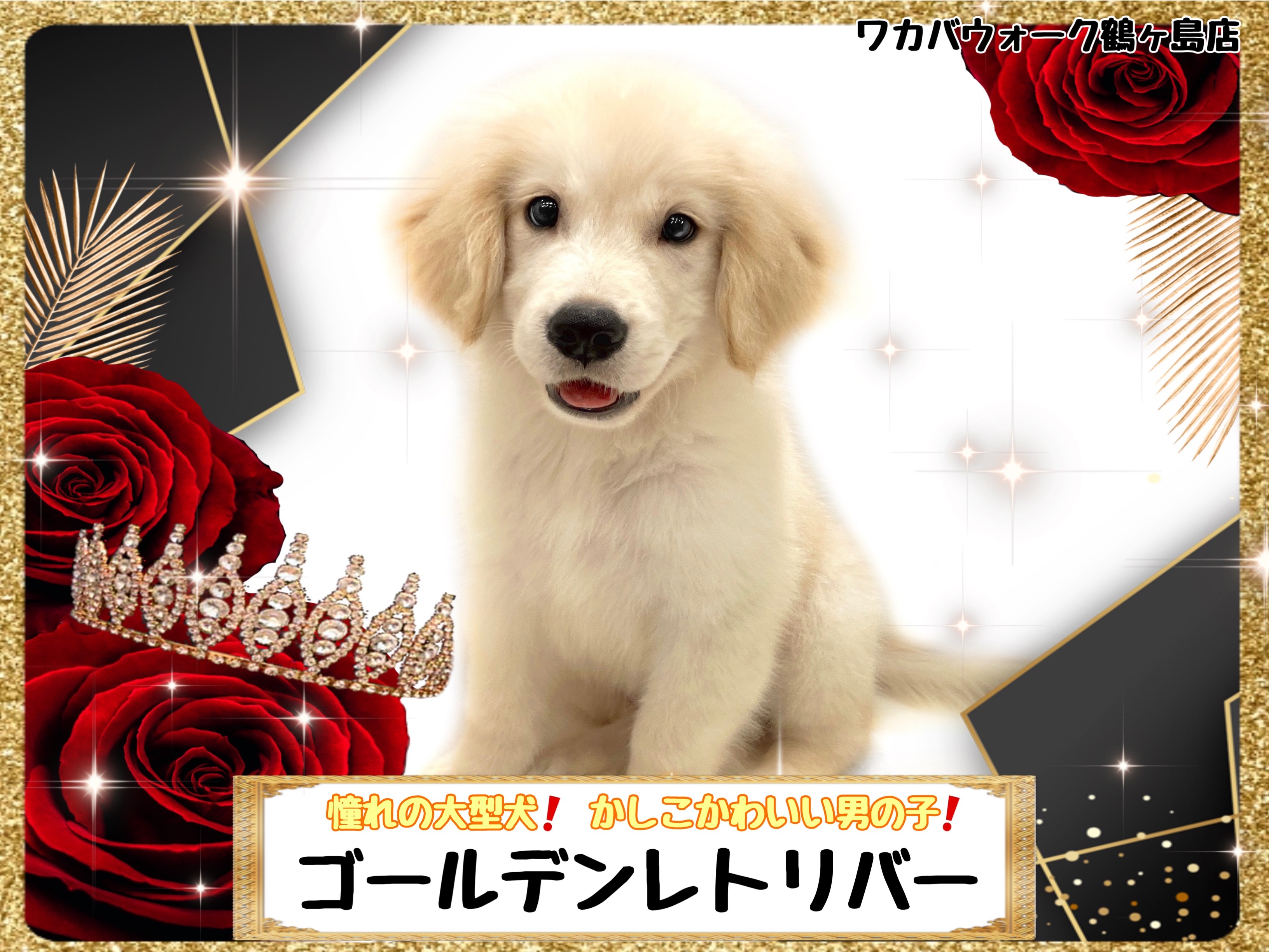 ゴールデンレトリバー 】元気で明るく大きい憧れの大型犬 | マルワン