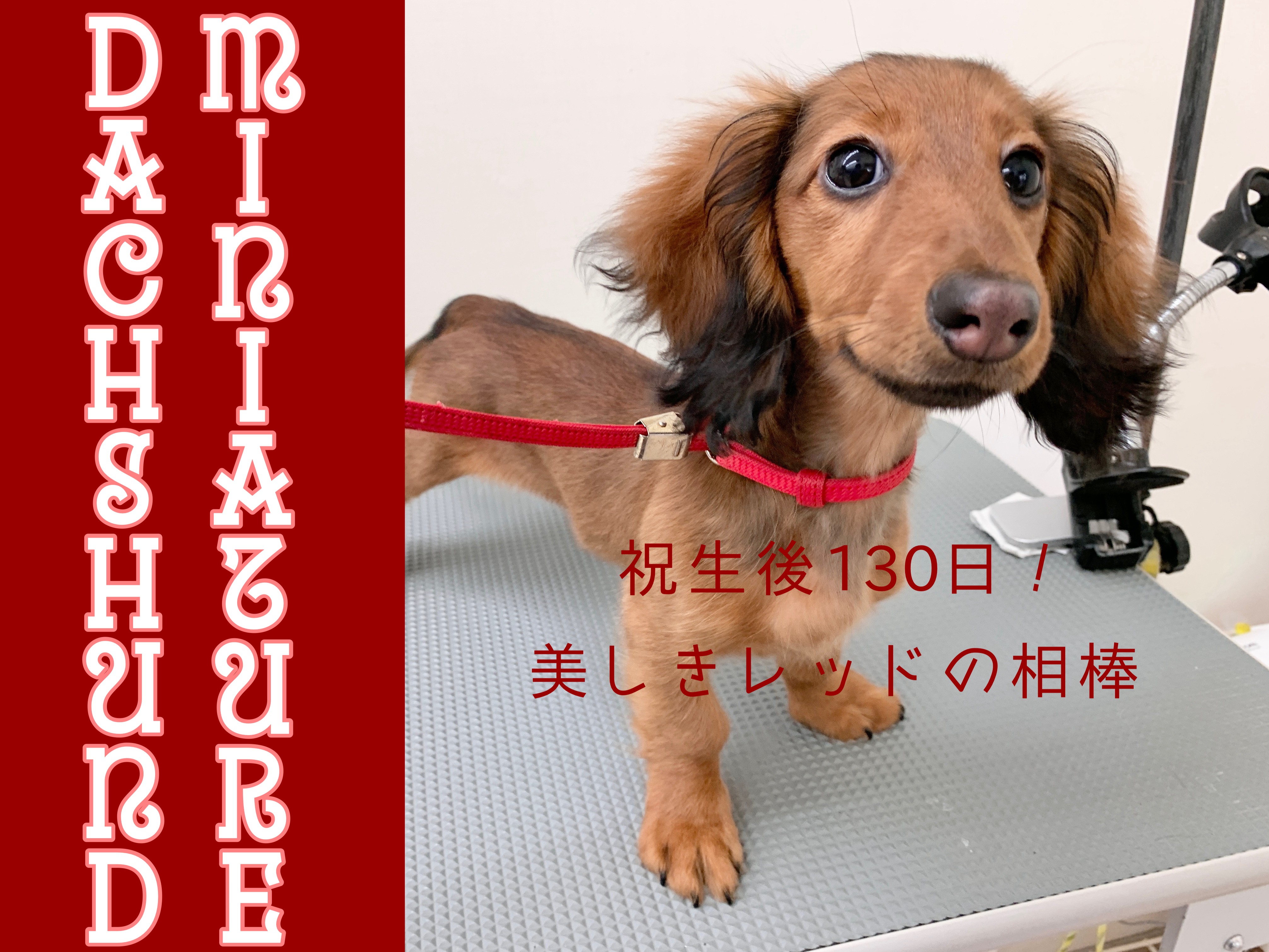 ミニチュアダックス 】濃厚レッドが眩しい生後130日の小さなレディを