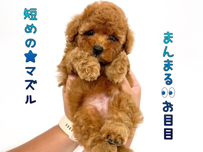 トイプードル 】手足短め激かわぷーちゃん！まさにテディベアのような