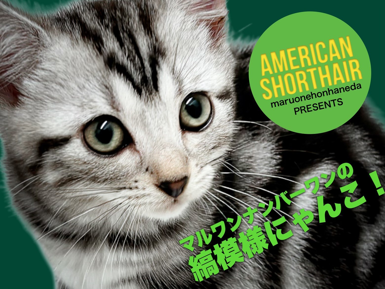 アメリカンショートヘア 】縞模様の美しさがマルワンナンバーワンな