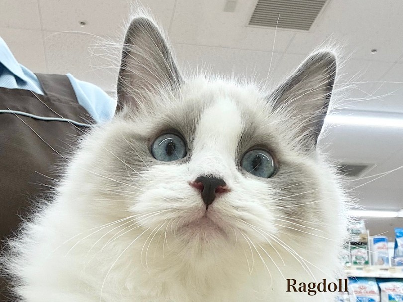 ラグドール 】コンディションバッチリ！生後5ヶ月になったヌイグルミ