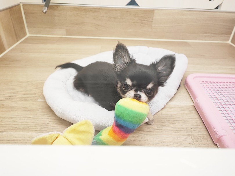 ほっこり北通Vol.129 】へそ天で甘える激かわチワワちゃん