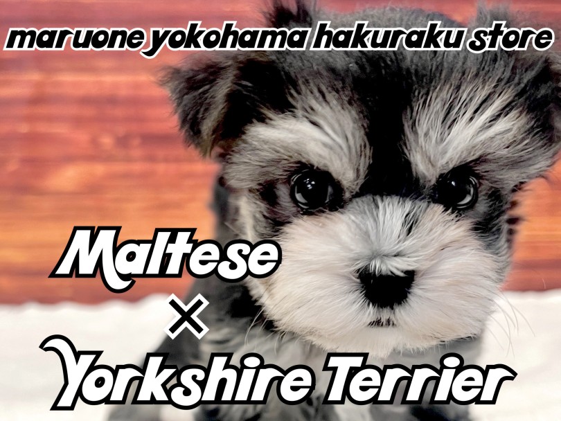 MIX 】人見知りゼロ！超フレンドリーなぬいぐるみ感満載のミックス犬