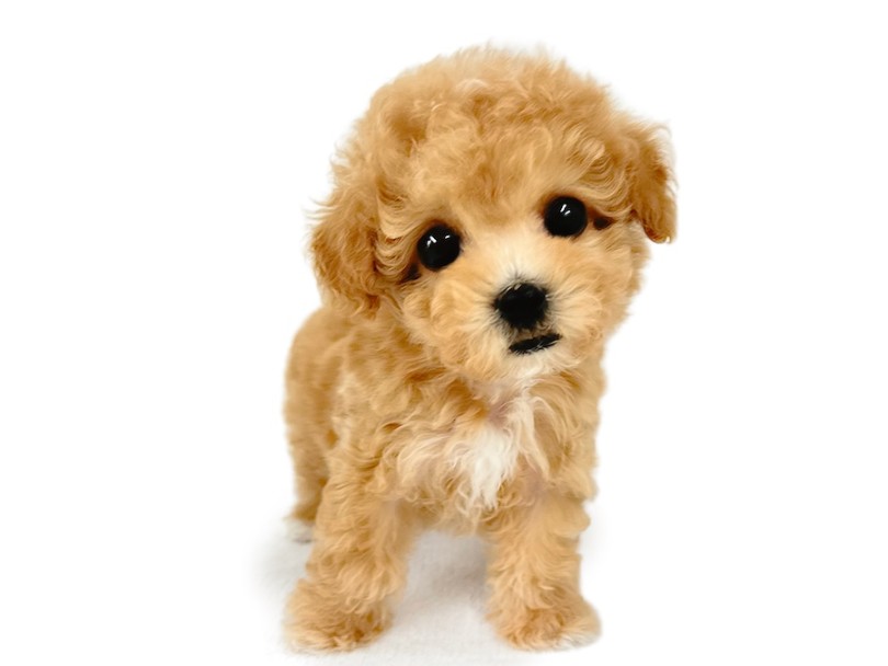 MIX 】両親体重2kg代！白い靴下を履いた小さめマルプーの女の子