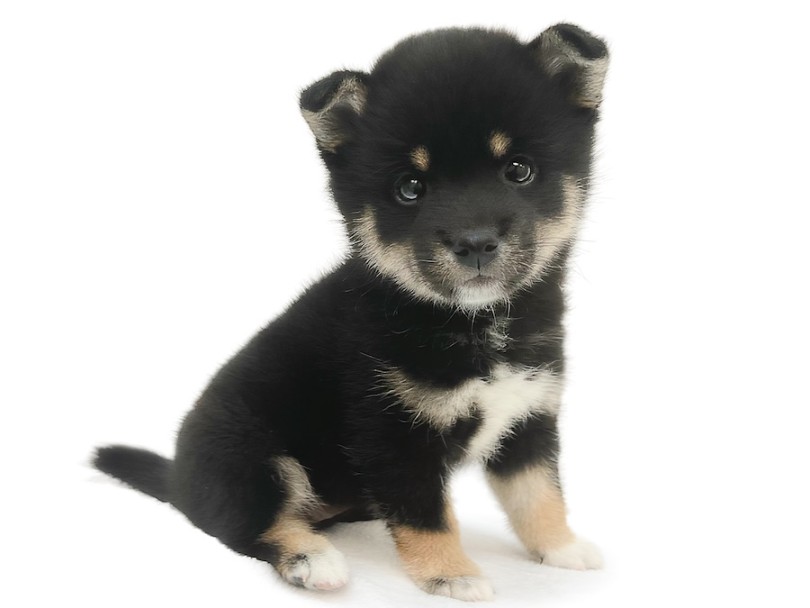 柴犬 】希少な黒柴！白い靴下を履いたオシャレ度高めの甘え上手な