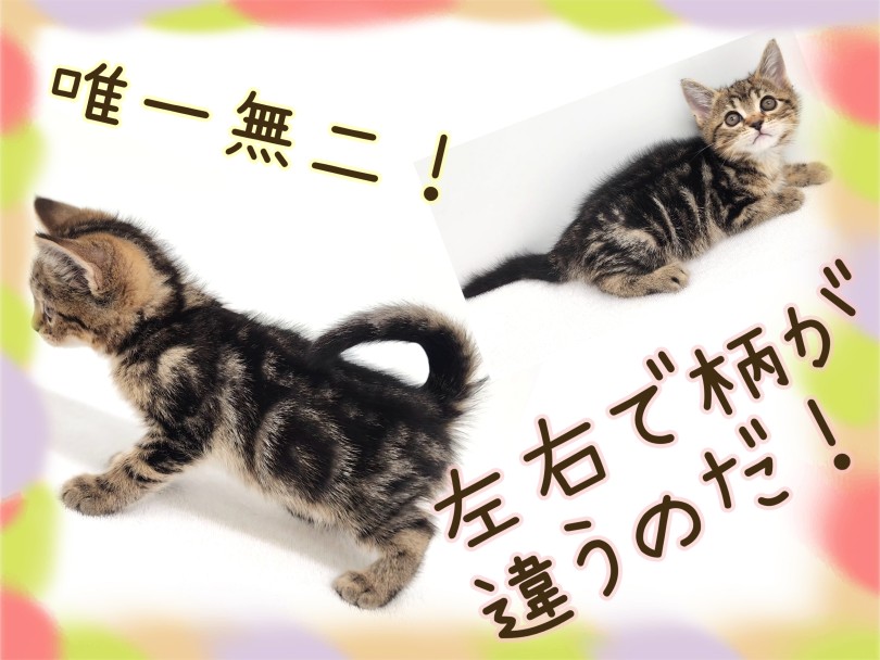 アメリカンショートヘアー 】パパはトリプルチャンピオン！良血統の