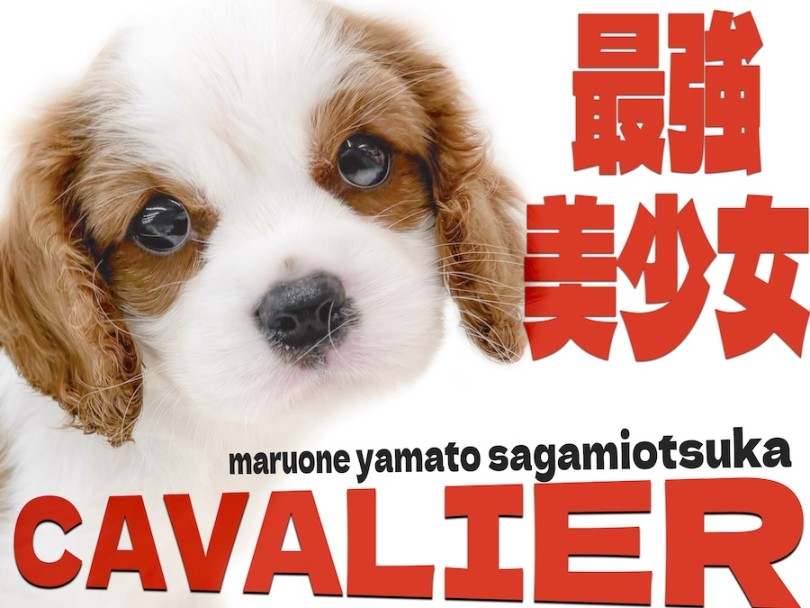 キャバリア 】初心者でも安心！ブレンハイムが美しい生後2ヶ月半の圧倒