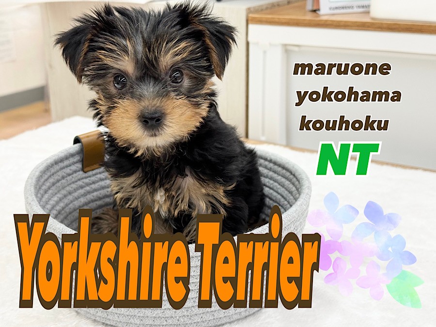 ヨークシャーテリア 】神秘的なシルキーコート！むっちりボディの