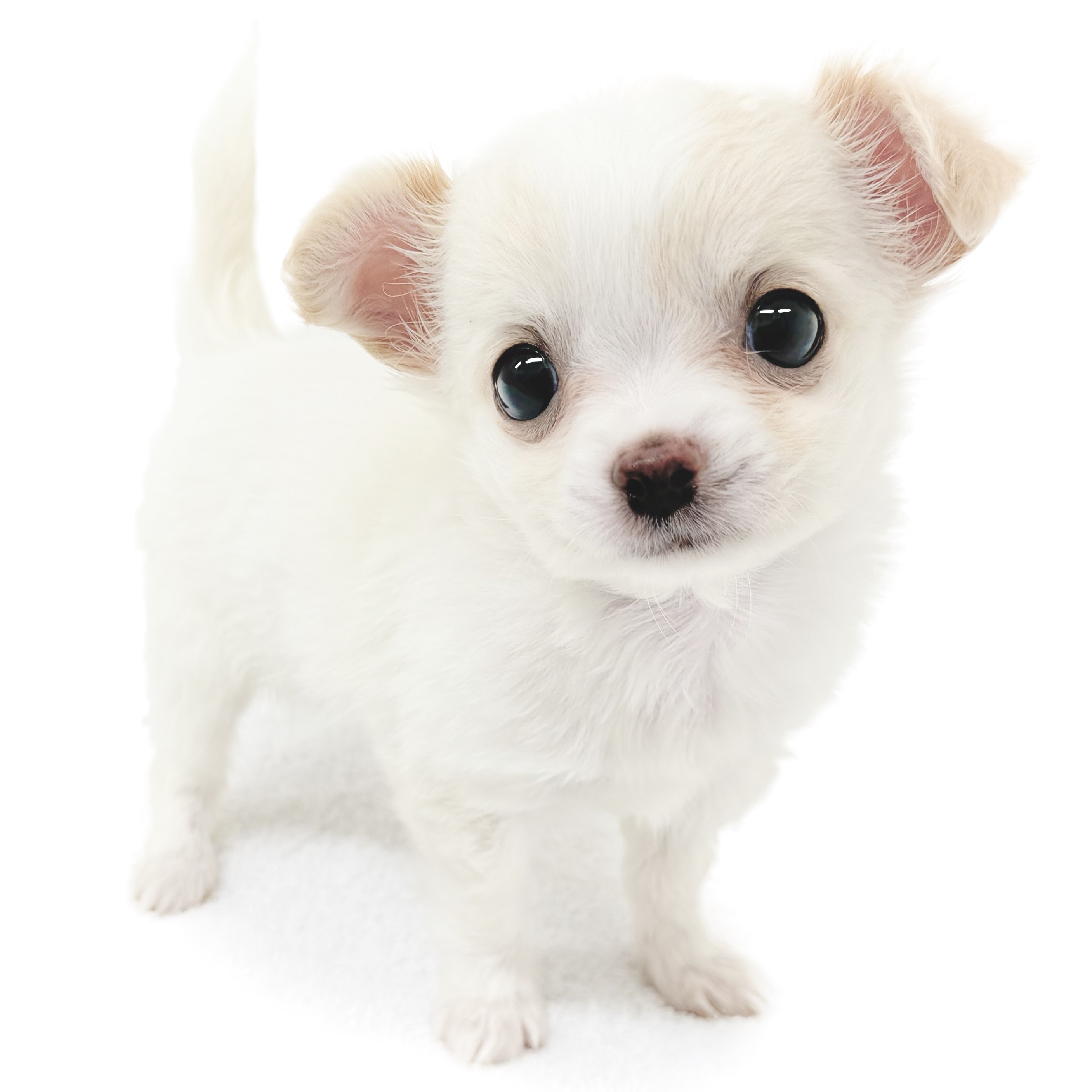 チワワ | ペットショップ マルワン 小さめ子犬 美形な子猫 初心者安心