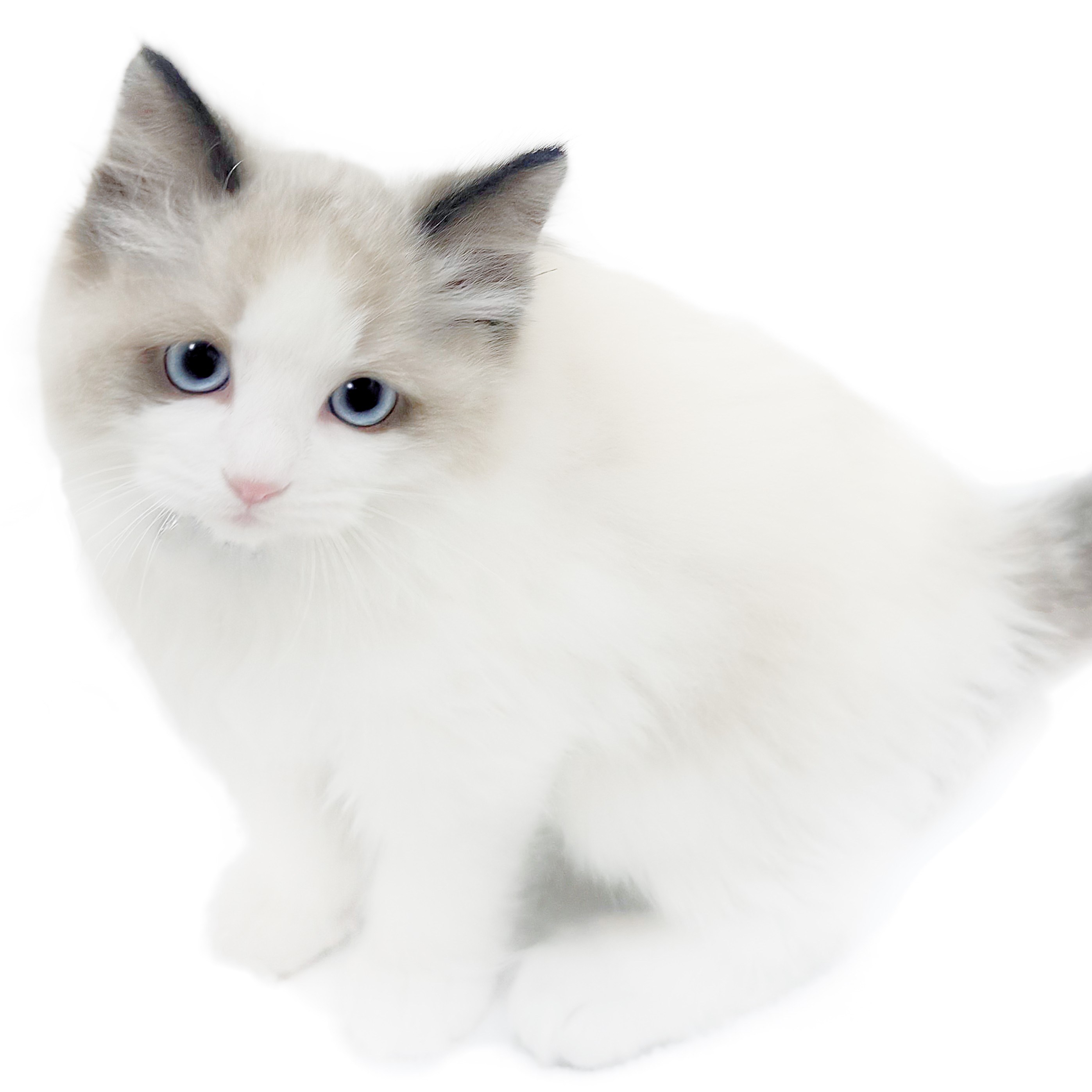 ラグドール | ペットショップ マルワン 小さめ子犬 美形な子猫 初心者