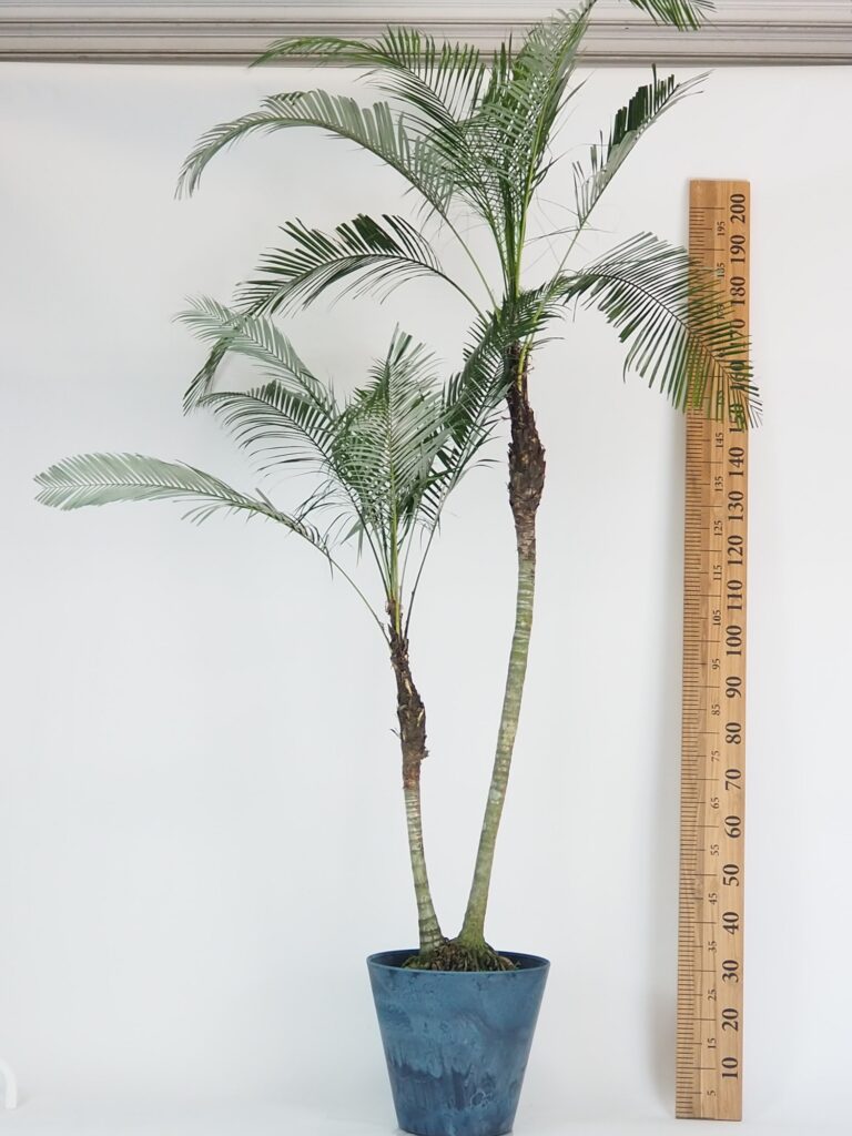 ブラジルヒメヤシ | Massimo Botanico