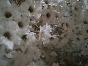 shiturae 魔女の棲む森研究所の販売中作品一覧 | ハンドメイド通販