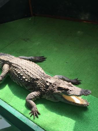 ワニ - 札幌市、ノースサファリサッポロの写真 - トリップアドバイザー