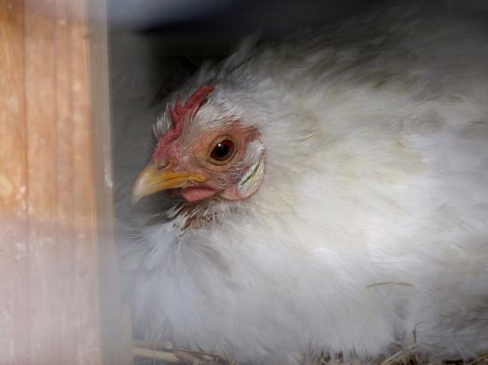 秋篠宮学術標本研究会蔵剥製・アオエリ野鶏（Gallus varius） - 世田谷