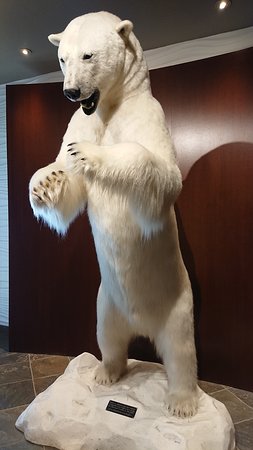 ロビーに飾られたシロクマのはく製 - イエローナイフ