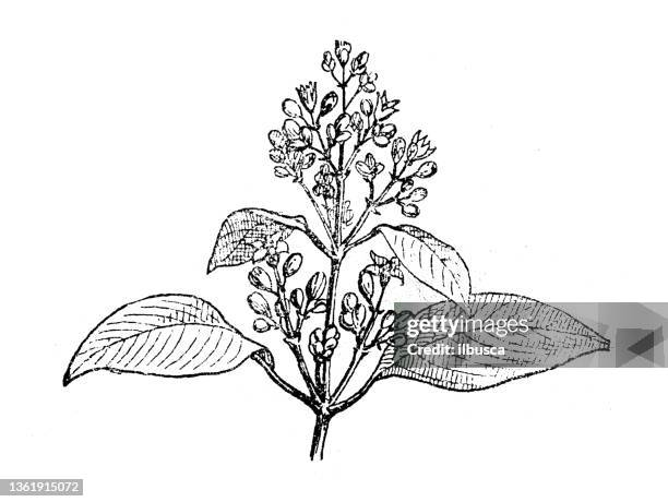 Antique Illustration Sandalwood Tree High-Res Vector Graphic