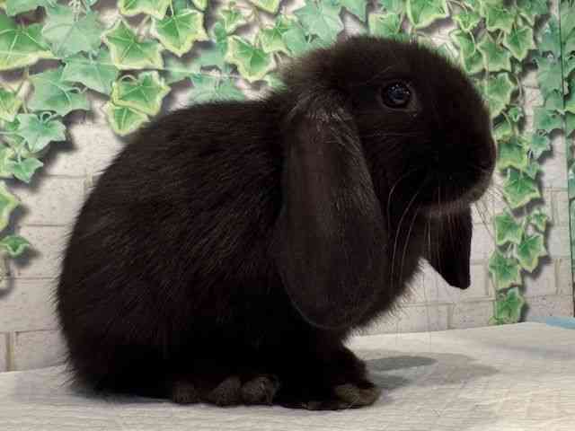 ロップイヤー[食欲旺盛！甘えん坊！] | ひごペットフレンドリー