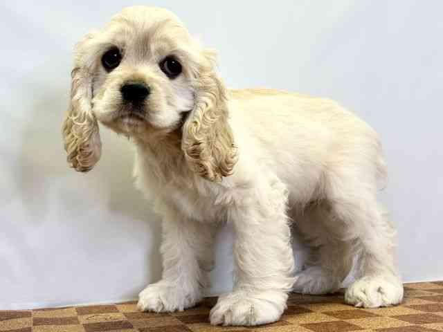 アメリカン・コッカー・スパニエル[【お父さん：バフ 8.5kg お母さん