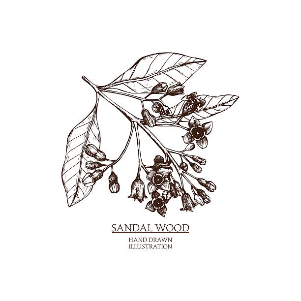 790+ Sandalwood Stock Illustrations, Royalty-Free Vector Graphics