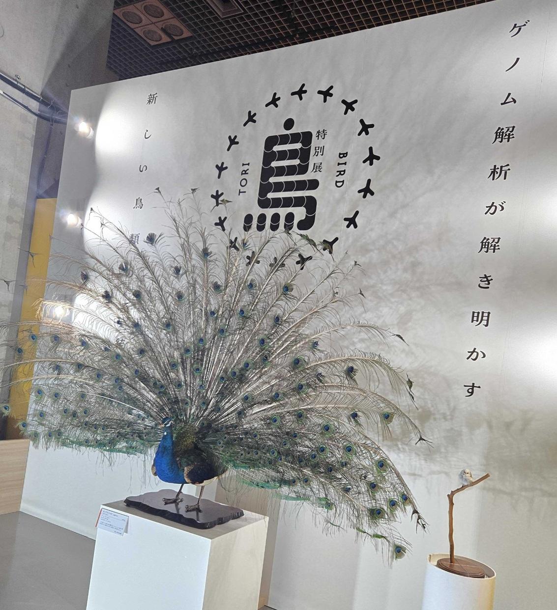 特別展「鳥」を見に行って、帰りに美味しいクラフトビールを飲んだ日