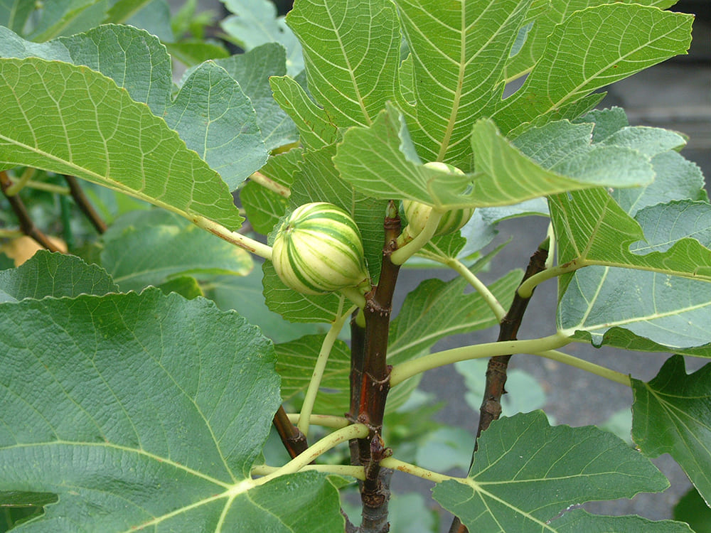 いちじく｜ポット苗] ゼブラスイート 挿し木 2年生苗 | 【モンベルジェ