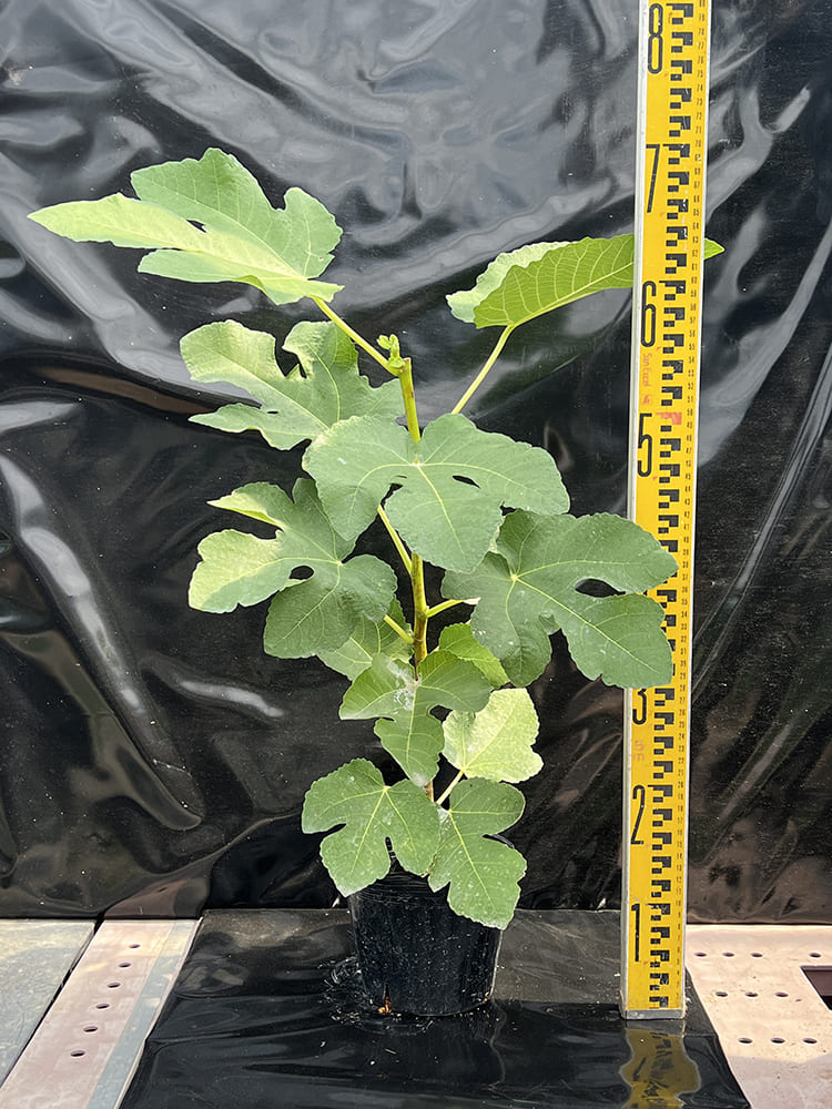 いちじく｜ポット苗] ゼブラスイート 挿し木 2年生苗 | 【モンベルジェ