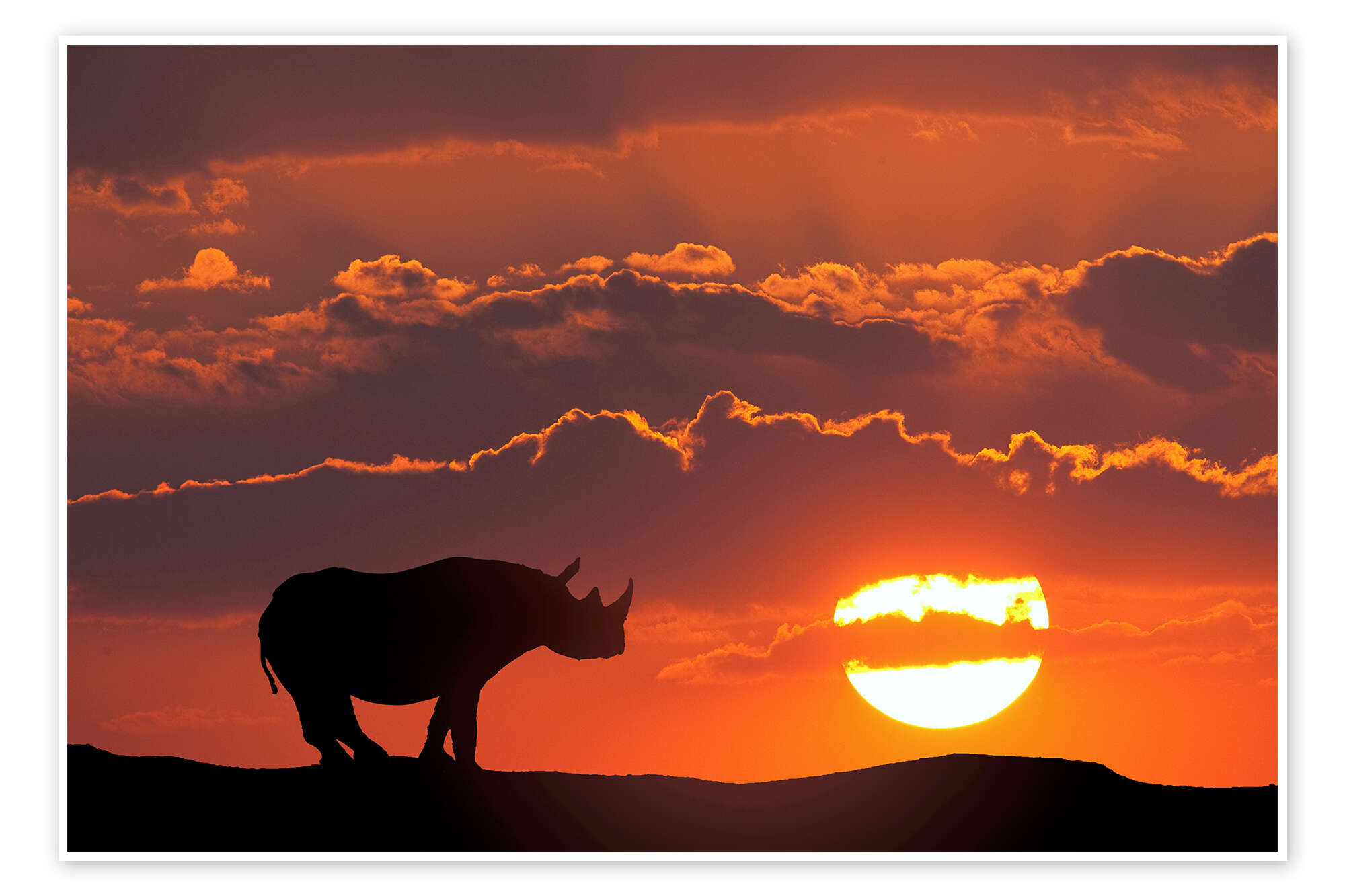 Rhino in the sunset print by Jim Zuckerman | Posterlounge