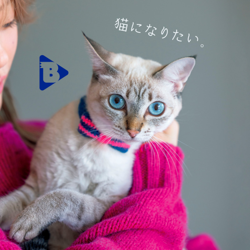 猫になりたい。 | ブルータス| BRUTUS.jp