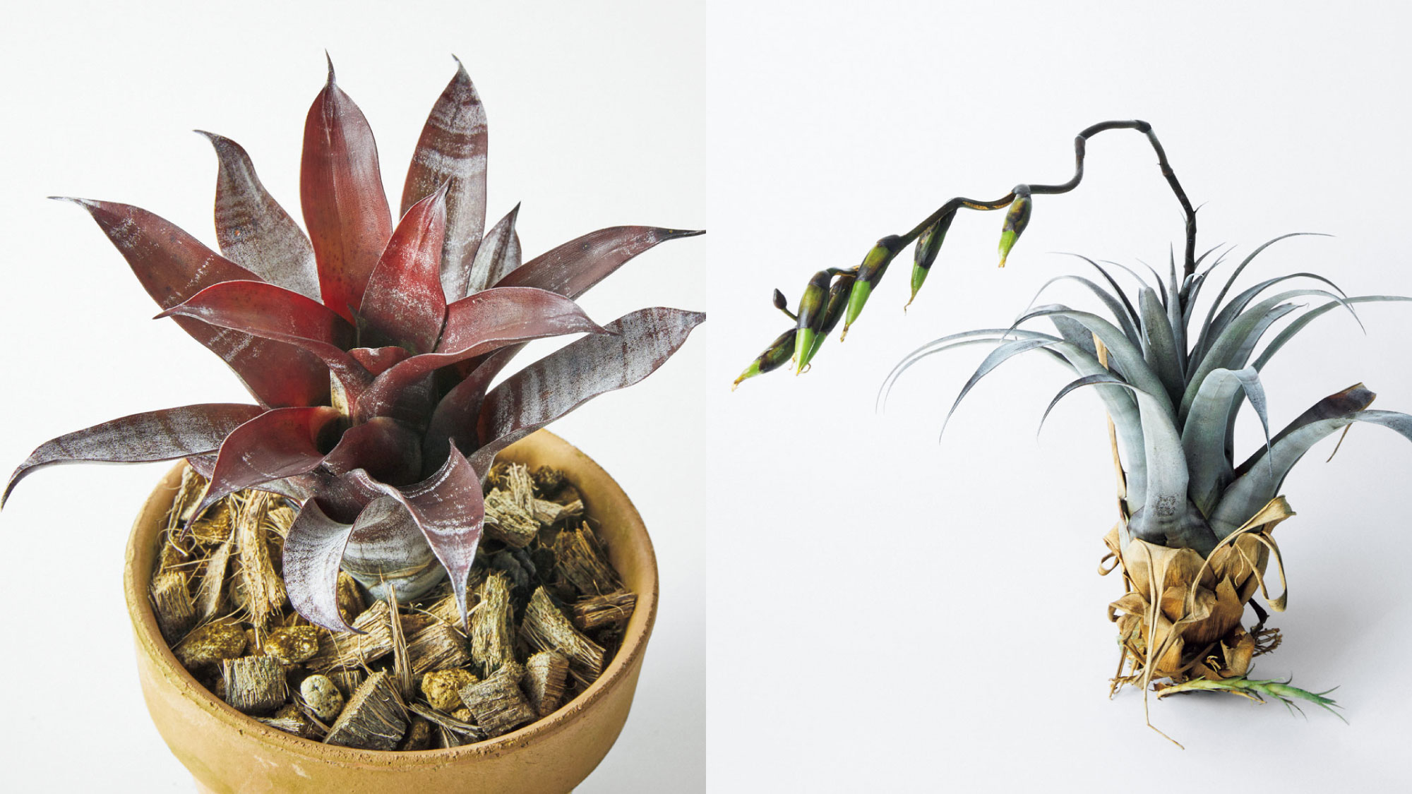 珍奇植物図鑑。存在感ある硬質な葉が魅力のブロメリア新属「スティグマ