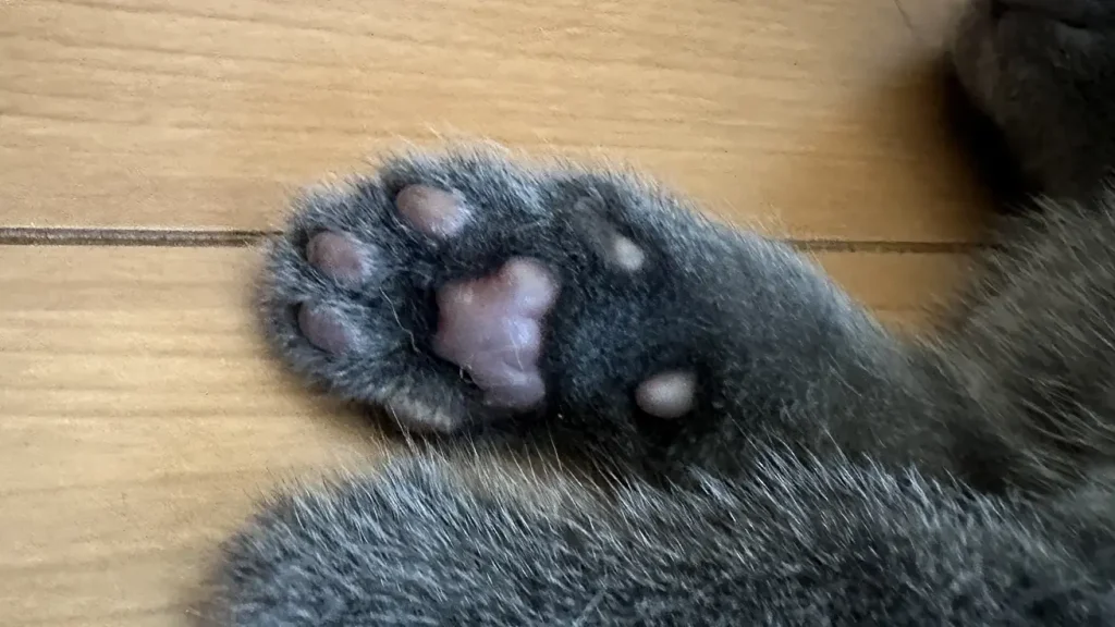 ブリーダーが解説】猫の肉球の色は毛色で決まる？その秘密と理由を徹底