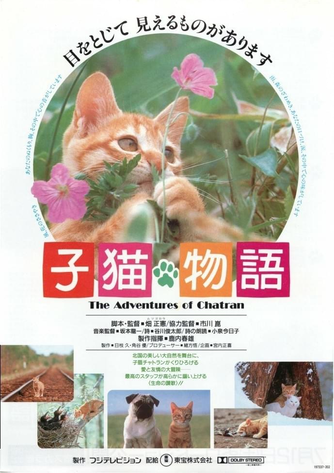 子猫物語 : 作品情報・キャスト・あらすじ - 映画.com