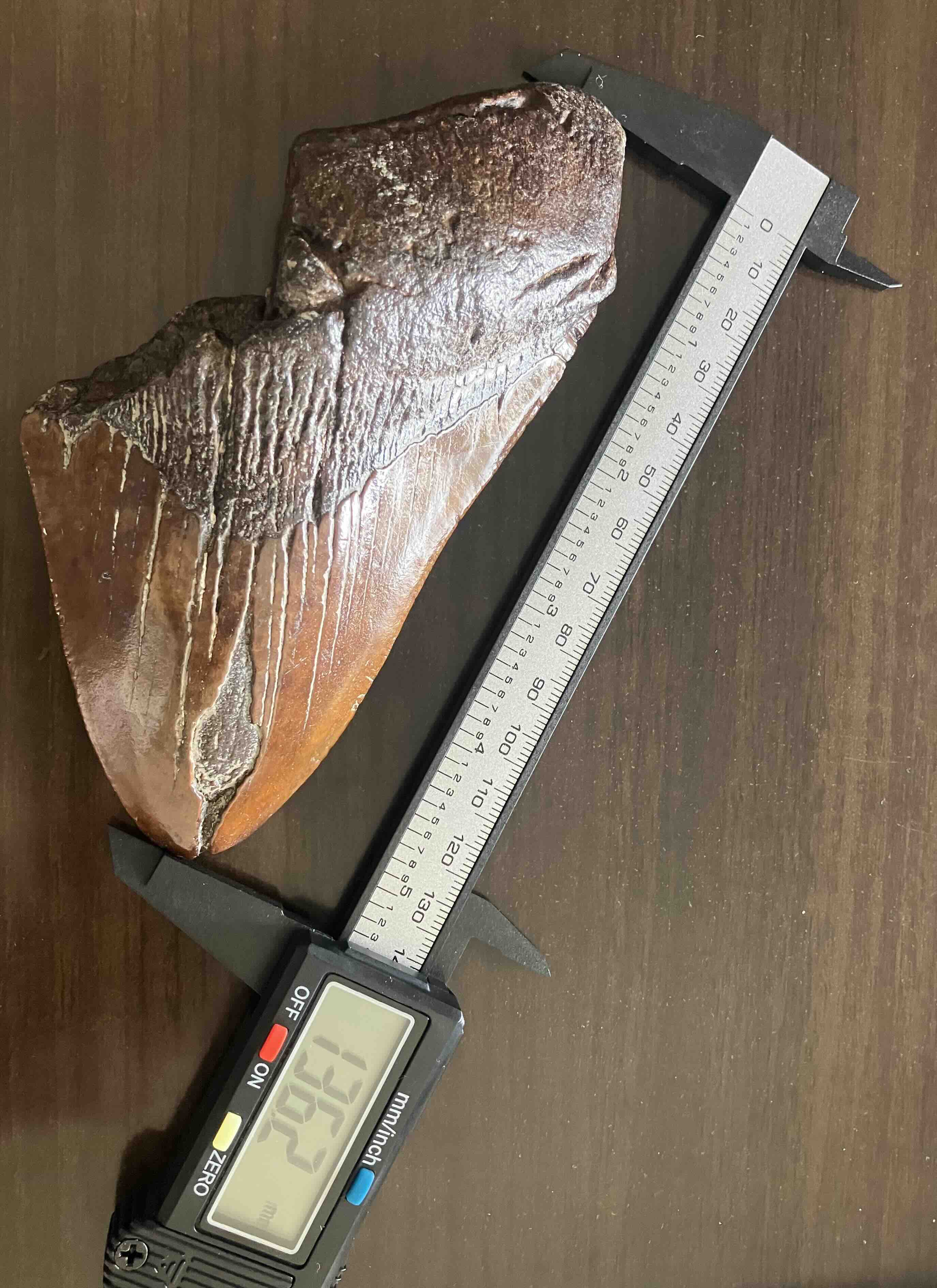 メガロドンの歯の化石 mgaz5003 | Megalodon-teeth.jp