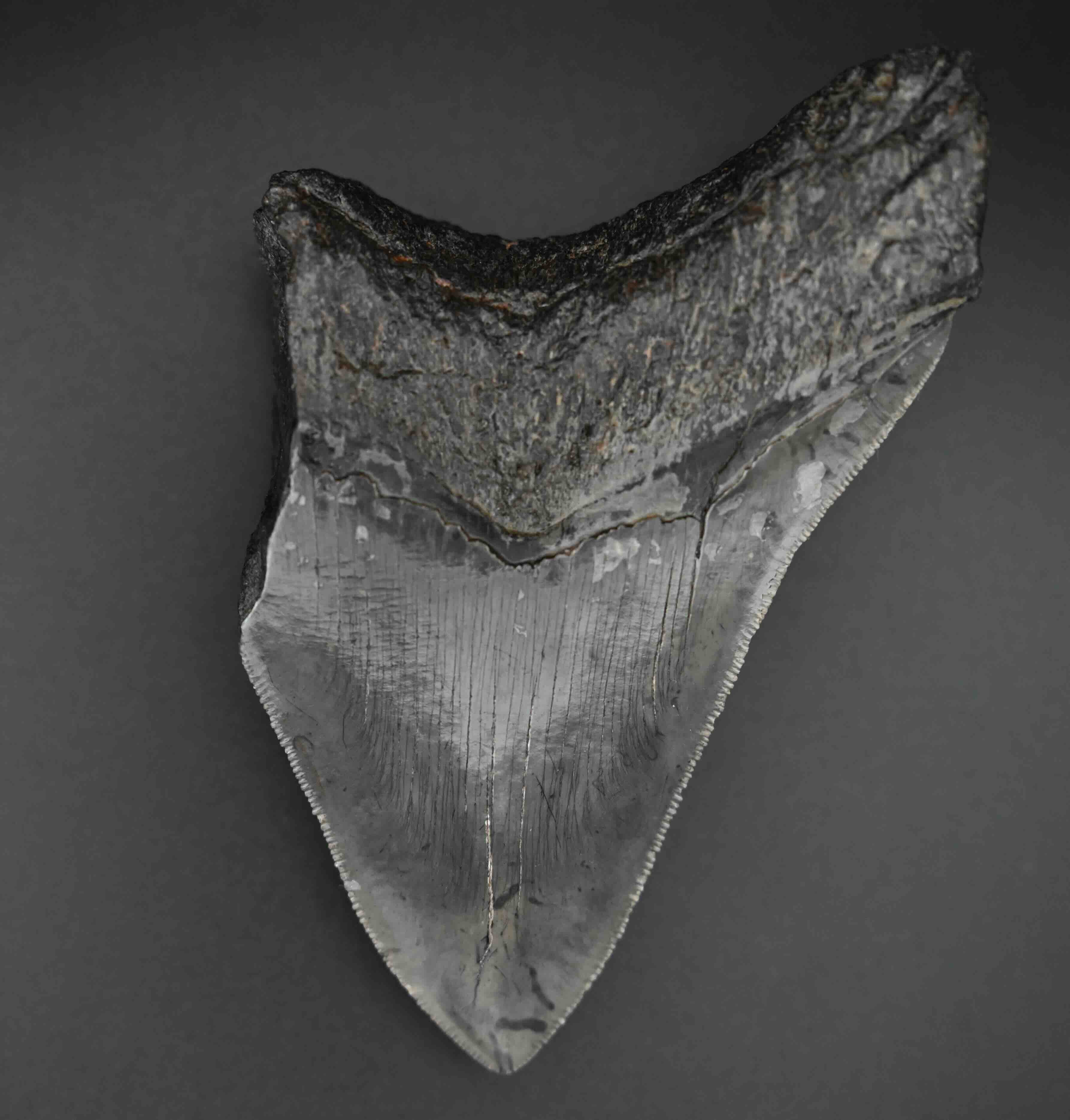 メガロドンの歯の化石 mgaz5006 | Megalodon-teeth.jp