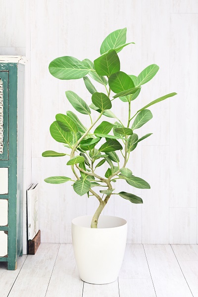 flower gift lab / フィカス ベンガレンシス8号 （ラスターポット付）