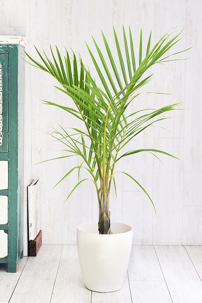 flower gift lab / トックリヤシモドキ7号 （ラスターポット付）