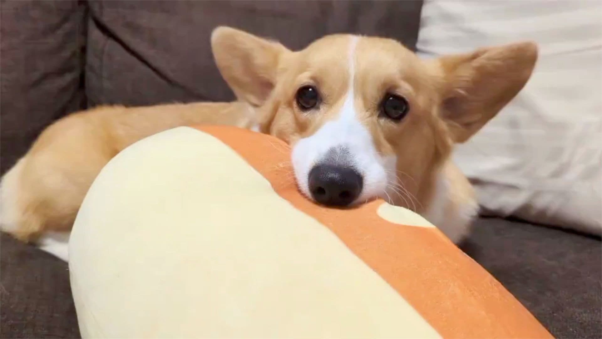 まだ眠いよ～」朝に弱いコーギーが起こされた瞬間の姿が話題！うつろな