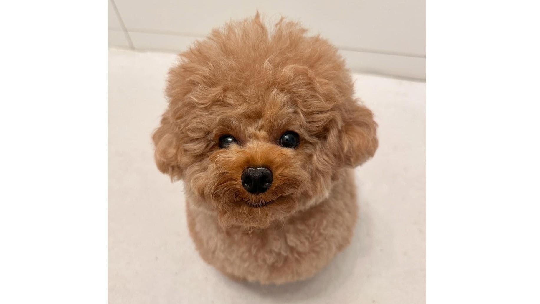 トイプードルの“おしゃべり動画”が話題！耳ぴょこぴょこわんこに「いい