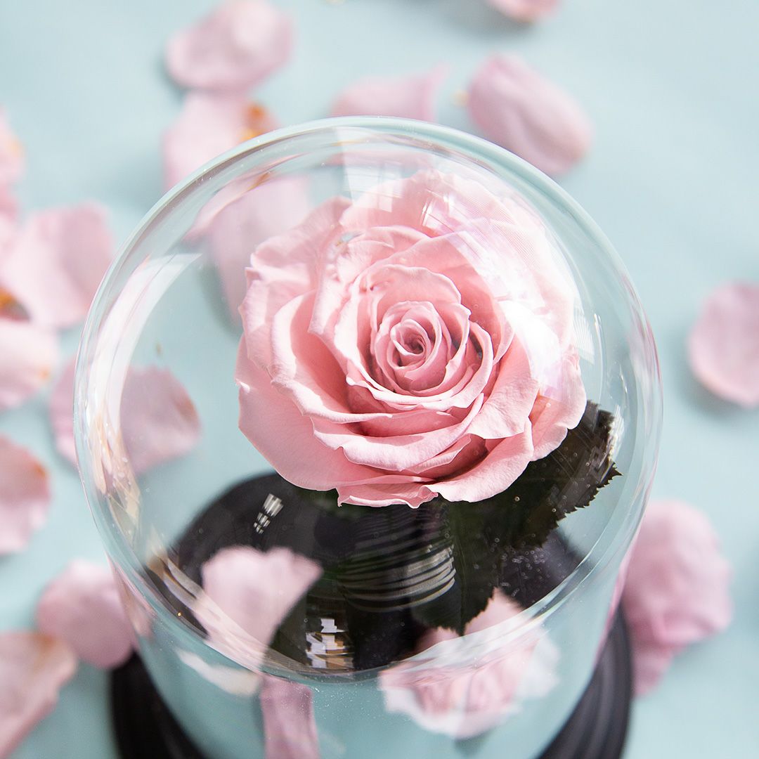 デスティニーローズ(1本立ち)/フェミニンピンク （プリザーブド